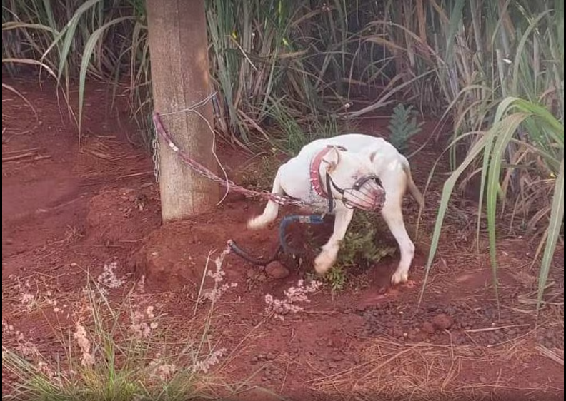 REGIÃO: Cachorro é resgatado após ser abandonado e amarrado a poste na zona rural